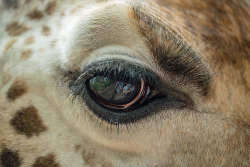nairobi macro photography of giraffe eye kenya